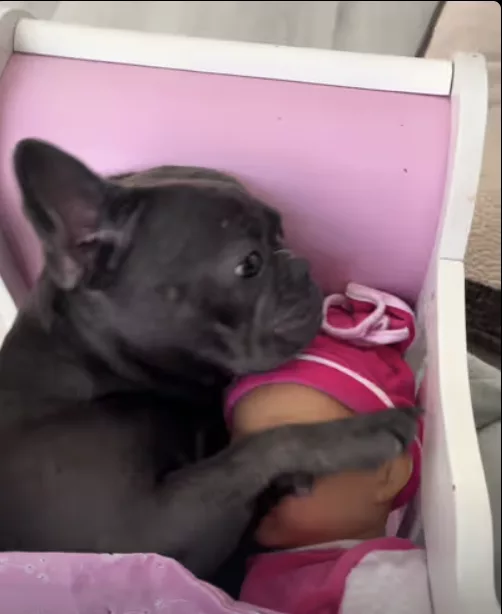 Frenchie takes a nap with her favorite doll !!!